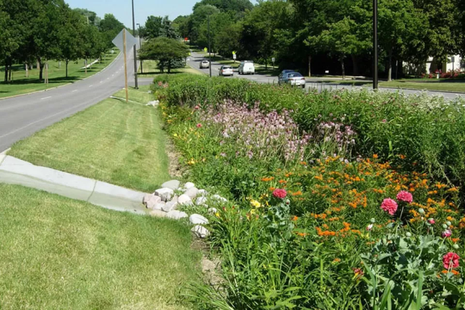 bioswale